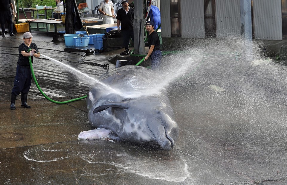 JAPAN FEATURE PACKAGE WHALING