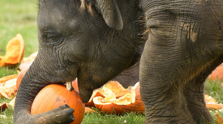 Az elefántok a gondozóktól halloweeni sütőtököt kaptak/ Fotó: Profimedia-Reddot