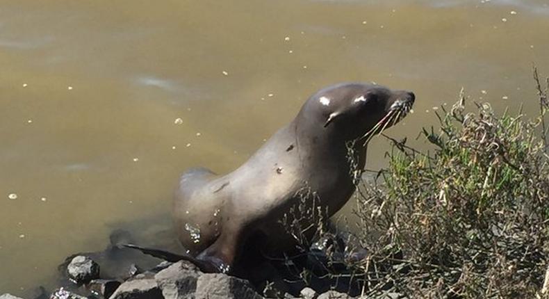 Wandering sea lion disrupts traffic on highway