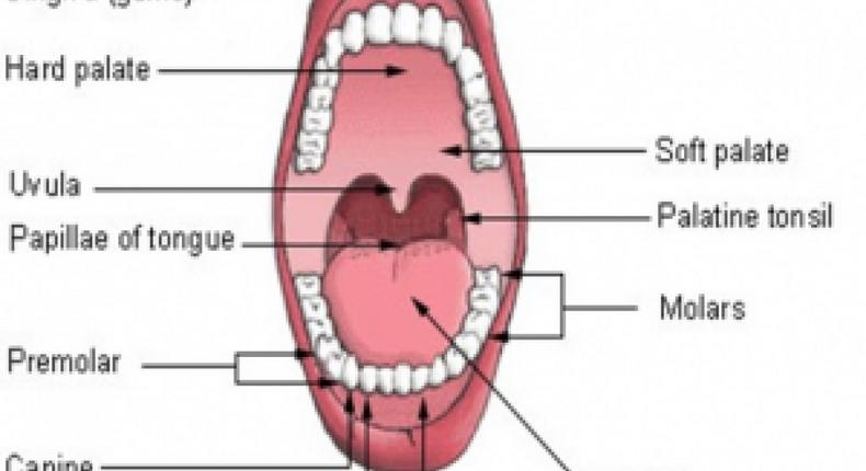 Types of teeth and their common problems