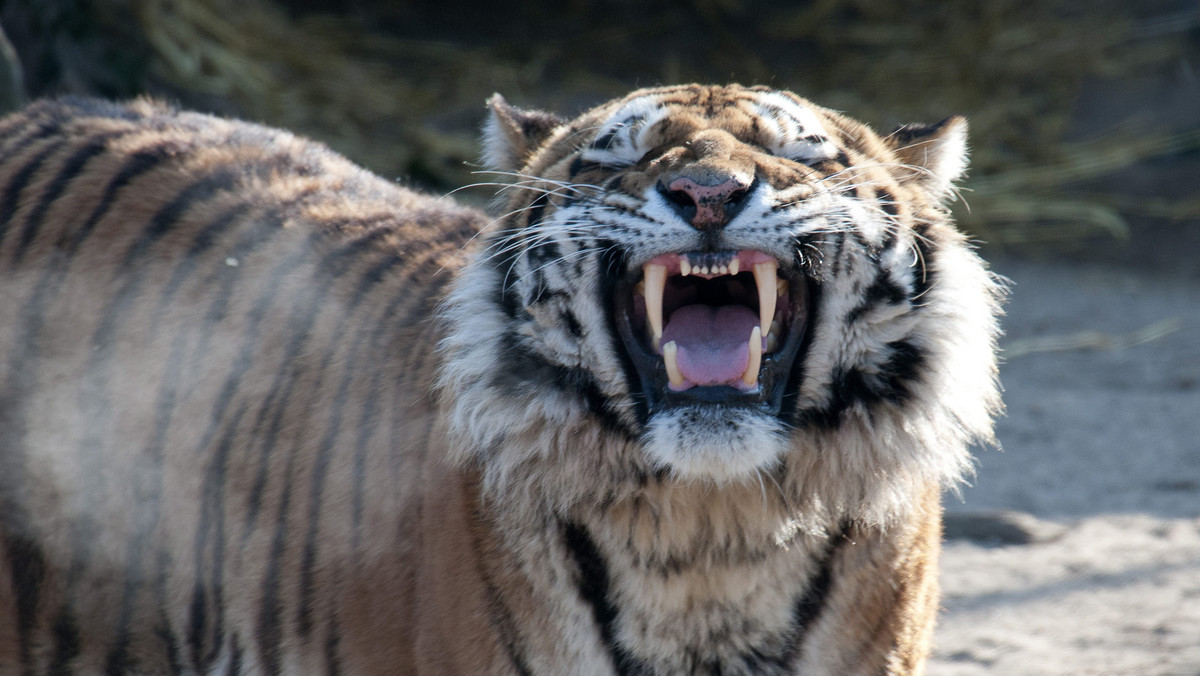 W ogrodzie zoologicznym w Kolonii tygrys zaatakował swoją opiekunkę. Ciężko ranna 43-letnia kobieta zmarła wkrótce potem w szpitalu w wyniku odniesionych ran. Agresywne zwierzę zastrzelił dyrektor zoo.