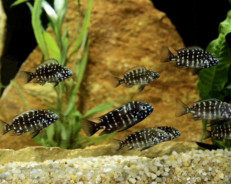 Tropheus Duboisi - slowmotiongli/stock.adobe.com