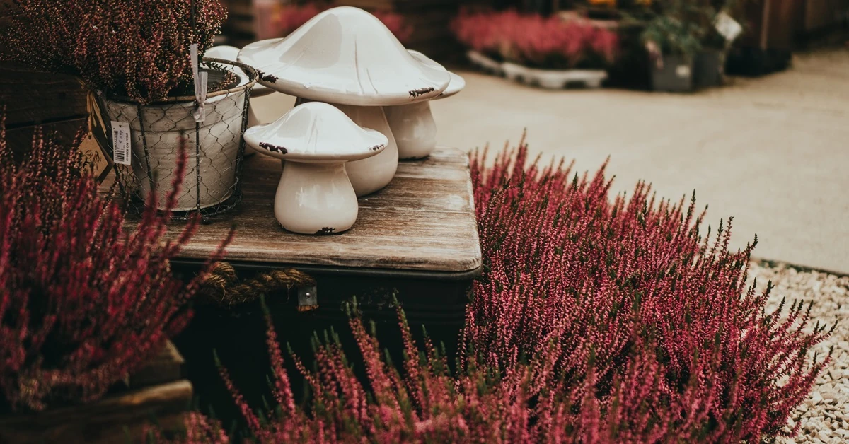 Wrzosy w domu - inspiracje [ZDJĘCIA]