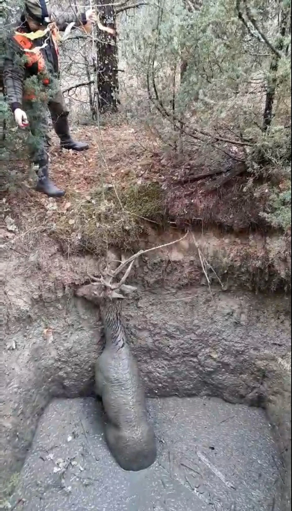 Jelen upao u duboku rupu u selu Čadinje kod Prijepolja