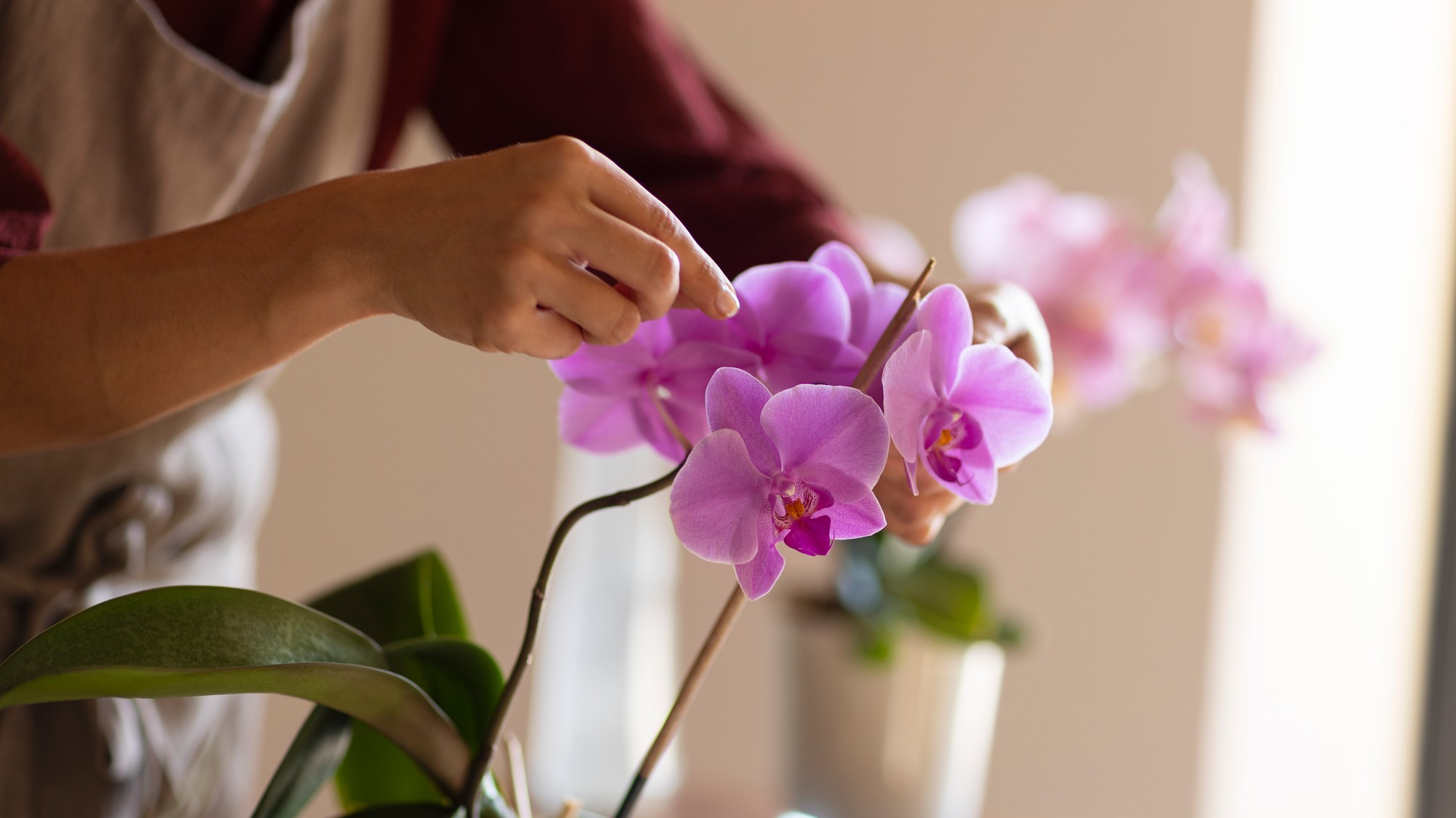 Orchidea miluje rozptýlené svetlo – správne umiestnenie je kľúčom k bohatému kvitnutiu.