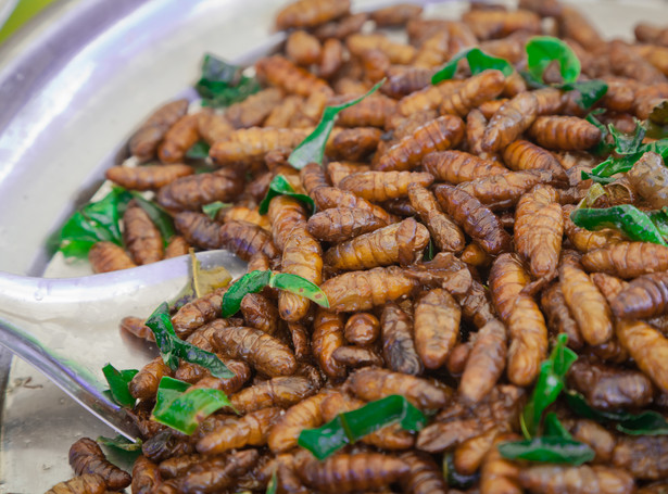 Czy dania z owadów podbiją serca i podniebienia Portugalczyków?