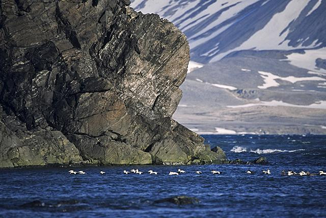 Galeria Wystawa polarnej fotografii przyrodniczej "Ptaki Spitsbergenu", obrazek 40