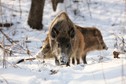 Dziki nad rzeką Srebrną w Gorzowie Wielkopolskim