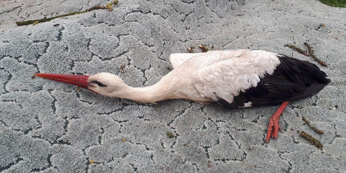 Bociek wpadł w tarapaty. Kiedy usłyszał o wizycie u weterynarza, zwiał.