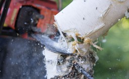 Nowe zasady wycinki drzew: 25 pytań i odpowiedzi