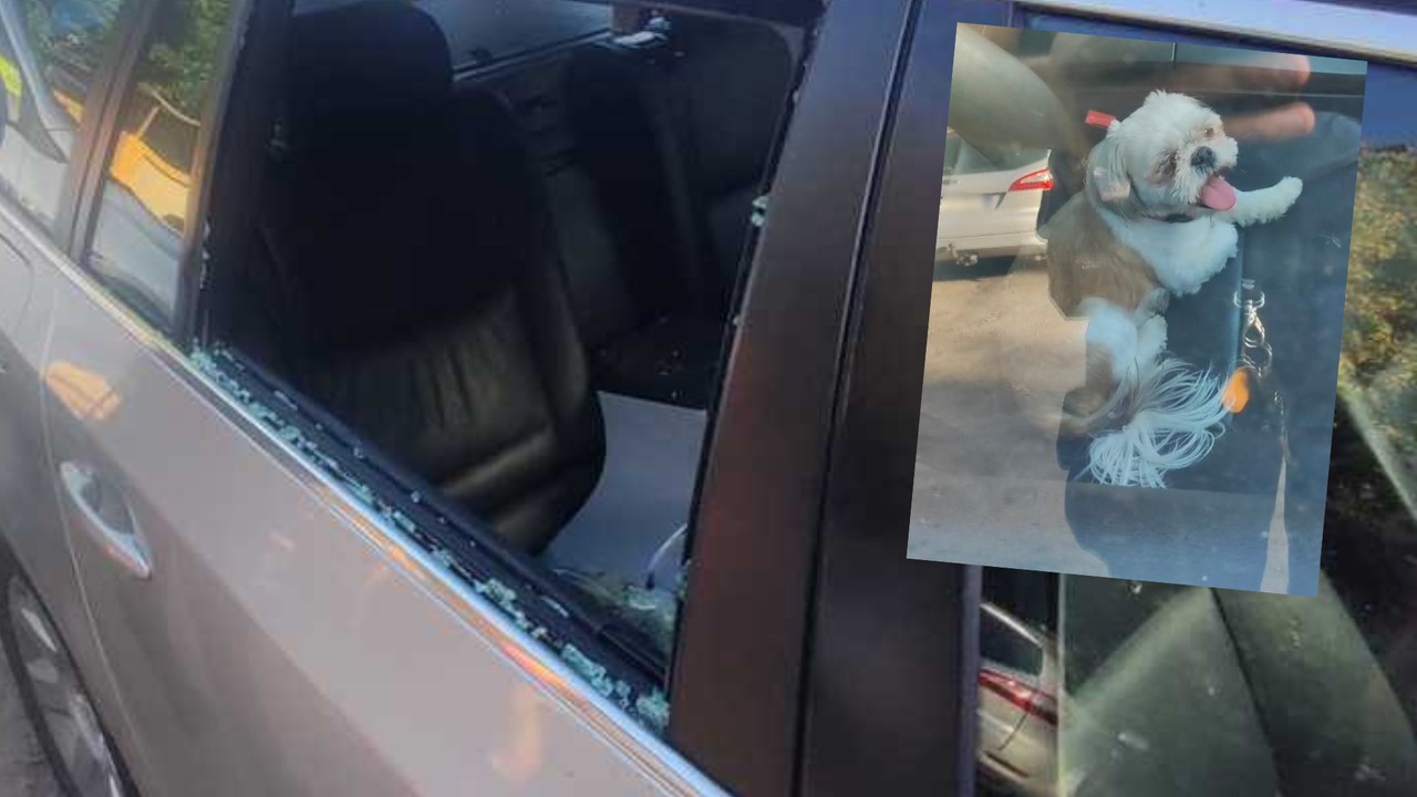 Zostawił psa w rozgrzanym aucie. Tak tłumaczył się policji