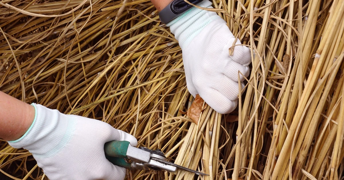 Czy można przycinać trawy w listopadzie? Trawy ozdobne - kiedy najlepiej przycinać i związywać? Trawy pampasowe, miskanty i rozplenice