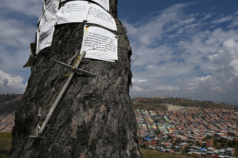 "Drzewo wisielca" (Palo del Ahorcado) w stolicy Kolumbii i jego mroczna legenda