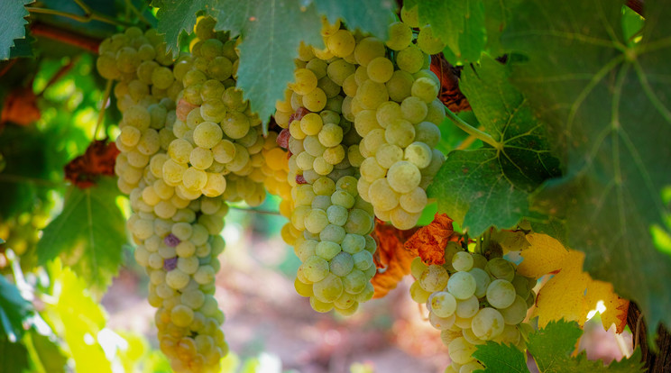 A sárgamuskotály, leánykori nevén a muscat lunel kiváló édes és félédes borokat ad Fotó: Shutterstock