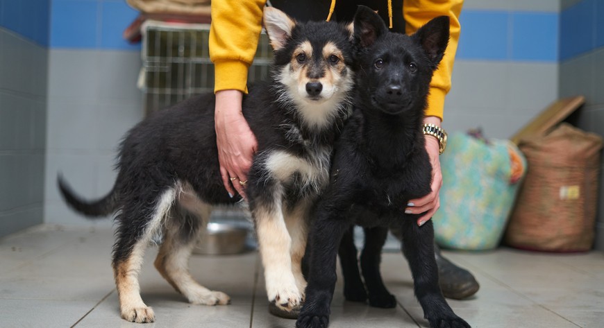 Bezdomne zwierzęta z terenu Wrocławia przy ul. Ślazowej otrzymują opiekę pielęgnacyjną, weterynaryjną i behawioralną. 
