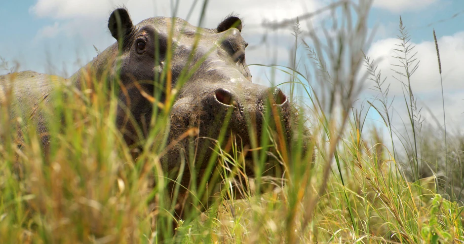 BBC | Foto: BBC/John Downer Productions Ltd/Luke Gent