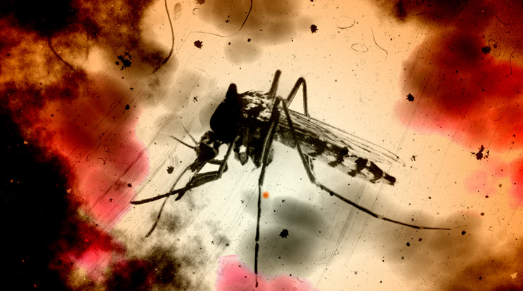 Baktériummal oltanák be a vírust terjesztő szúnyogok lárváit / Fotó: Northfoto