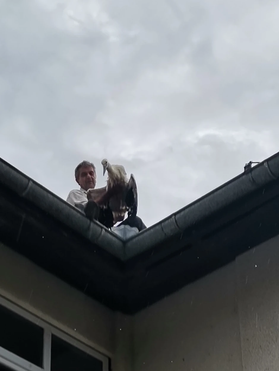 Radnik škole skinuo je povređenog Savu sa krova