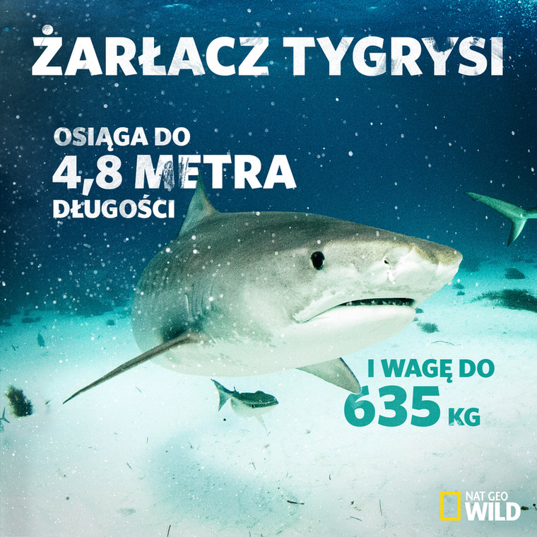 Tydzień z rekinami: "Postrach oceanów – żarłacz tygrysi" w środę 23 sierpnia w Nat Geo Wild
