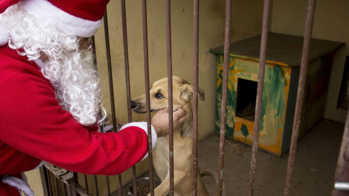 Trwa świąteczna zbiórka prezentów, które trafią do wrocławskiego schroniska dla bezdomnych zwierząt. Każdy może wcielić się w rolę św. Mikołaja i kupić psu lub kotu potrzebną im rzecz – i to bez wychodzenia z domu.