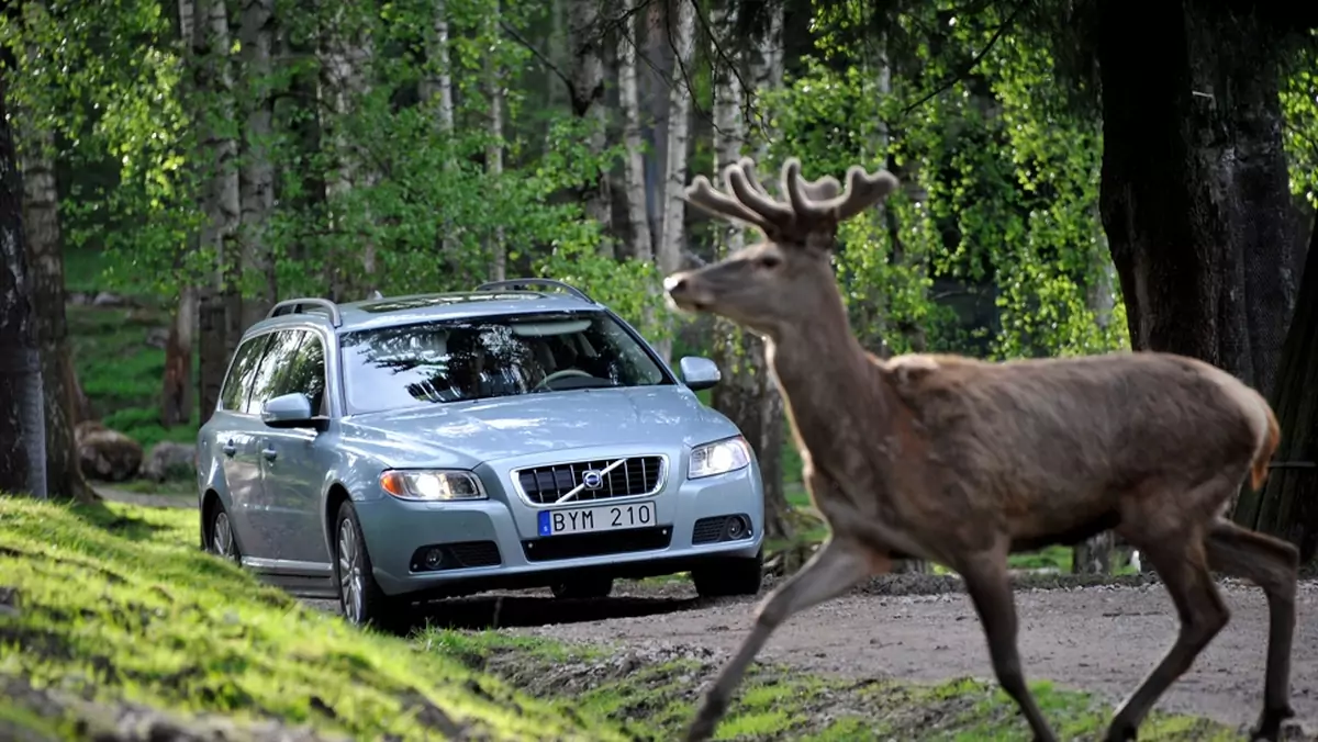 Samochody Volvo będą wykrywać zwierzęta