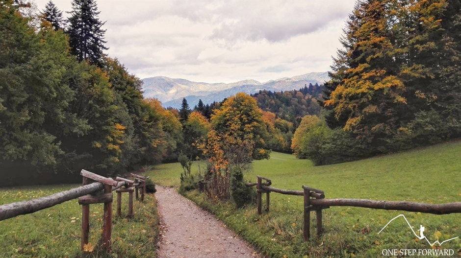 Żółty szlak poniżej Przełęczy Szopka (779 m n.p.m.)