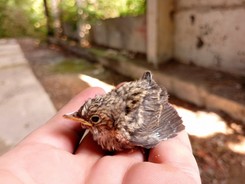 Znalazłem małego ptaszka. Co zrobić? [INSTRUKCJA]