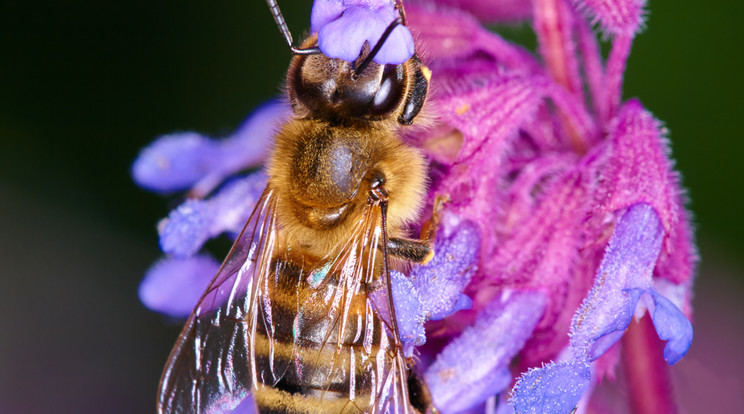 Ahhoz, hogy augusztus után is megfelelő táplálékhoz jussanak a méhek, a divatos pázsitok és tuják ültetése helyett a méhlegelők telepítése jelent biztos megoldást / Fotó: Northfoto