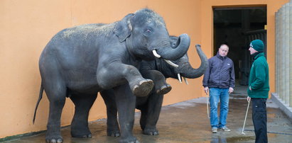 Słonie już są w Chorzowie!
