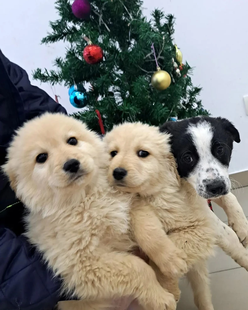 Kuce za udomljavanje