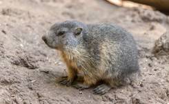 Świstak Phil nie zobaczył swojego cienia. Będzie wiosna czy szykujmy się na mrozy?