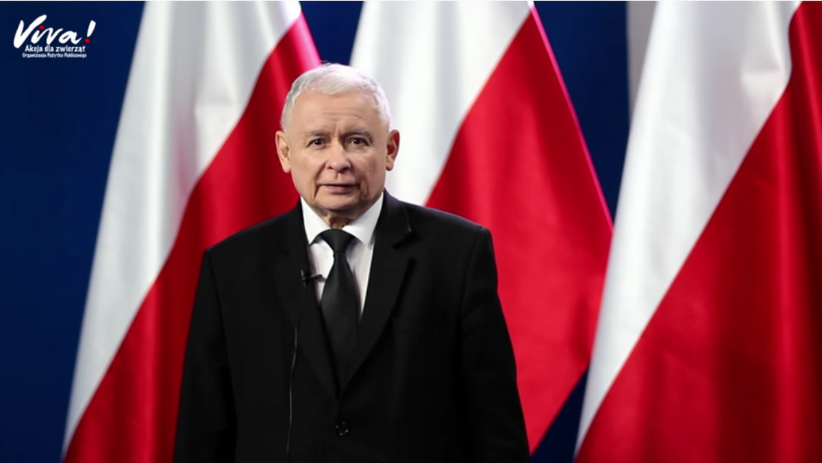 Jarosław Kaczyński o zakazie hodowli zwierząt na futra. Przypominamy spot "Fundacji Viva!"