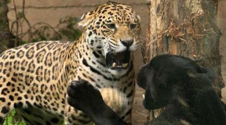 Játékosan birkóztak a jaguárok