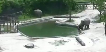 Akcja ratunkowa w zoo. Słoniątko topiło się w stawie