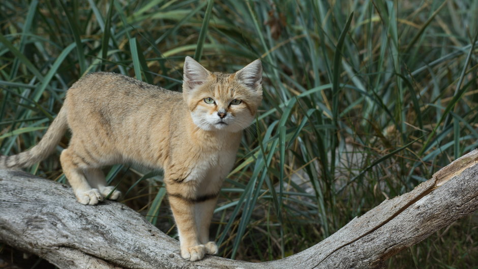 Turkmeński kot pustynny - Tess Lundin/stock.adobe.com