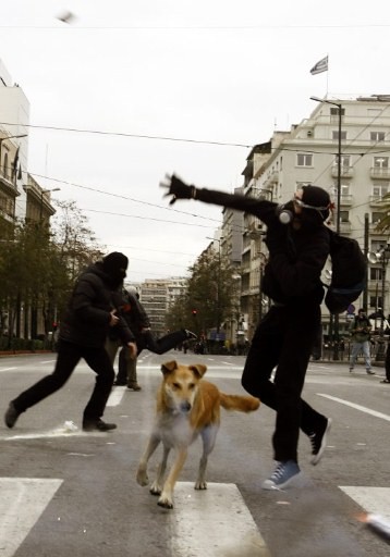 Protestujący pies z Grecji