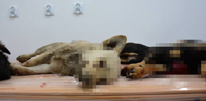 Znaleziono cztery bestialsko zakatowane psy