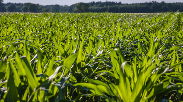 KE zatwierdza polski program wsparcia producentów rolnych