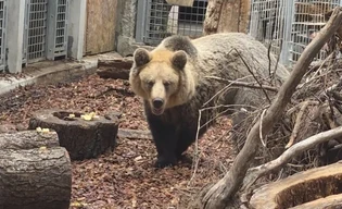 Nowy lokator w zoo! Przyjechał niedźwiedź brunatny Artur