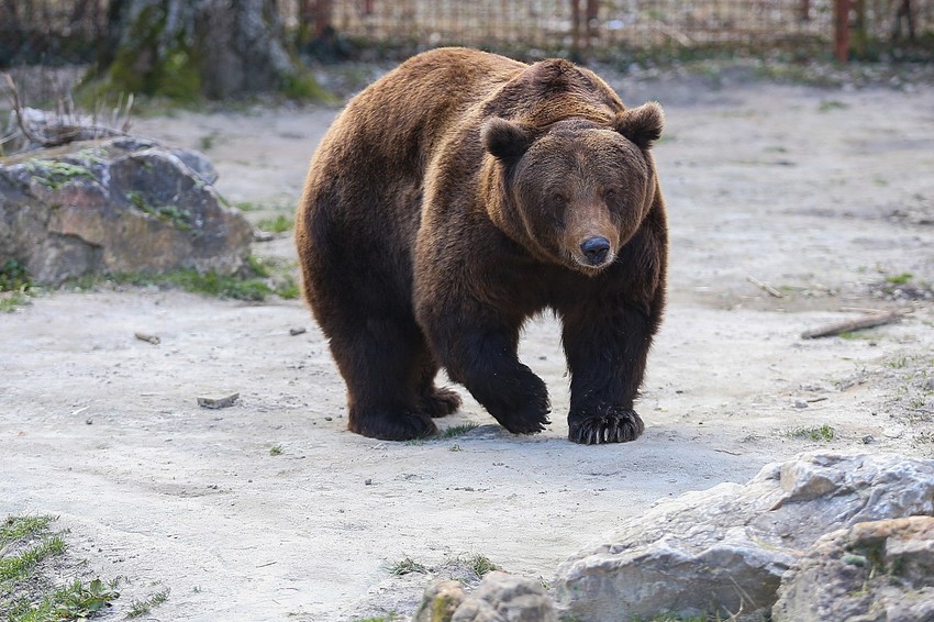 Najupečatljivije verovanje vezano za Sretenje jeste da će izlazak ili povratak medveda u Pećinu odrediti koliko još dugo će trajati zima