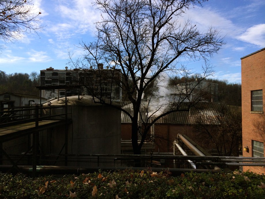 This tree looked like it had been scorched, but it was just covered in fungus.