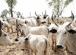 Senator Yari distributes 380 cows to APC stakeholders for Eid-el-fitr festival