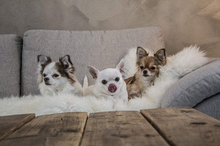 Chihuahua to doskonały pies do towarzystwa - lenestrand85/pixabay.com