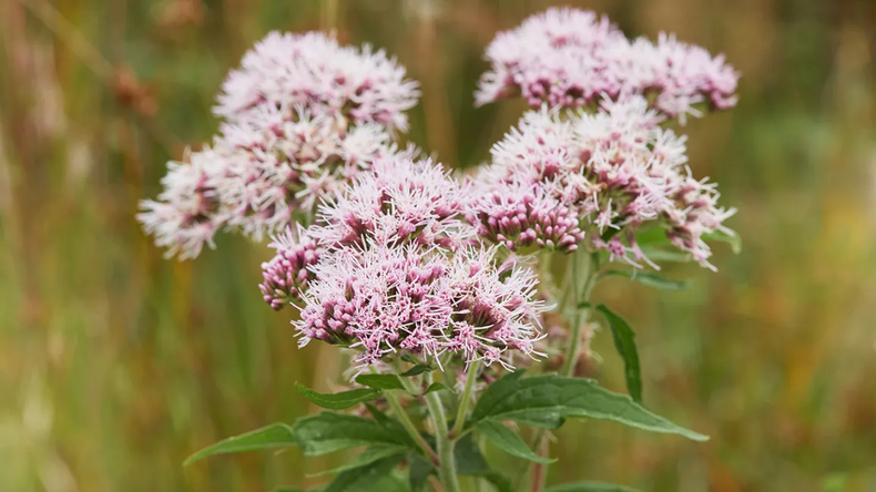 This is how a valerian plant looks [Healthline]