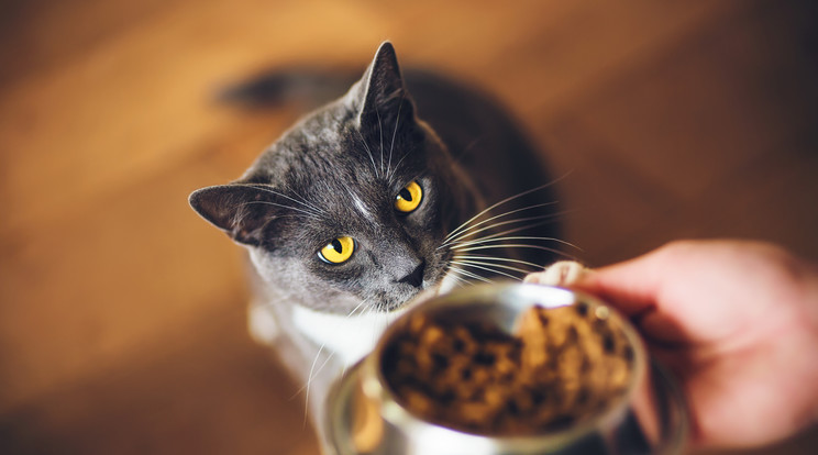 Egy házi, főként lakásban tartott cica egészsége legfőképpen a gazditól függ. Nem mindegy, hogyan etetjük  / Fotó: Shutterstock