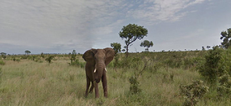 Safari w RPA na wyciągnięcie ręki dzięki Google Street View