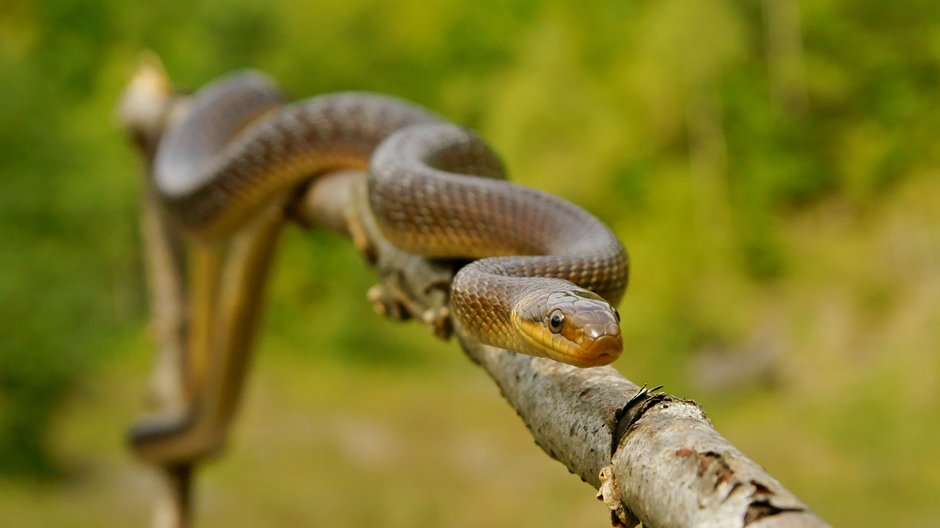 Waż Eskulapa (Zamenis longissimus)