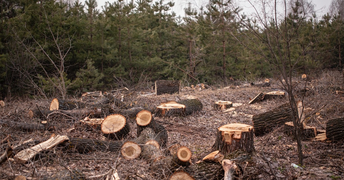 Chadecy z prawicą za zmianami w EUDR. Co dalej z przepisami zapobiegającymi wylesianiu?