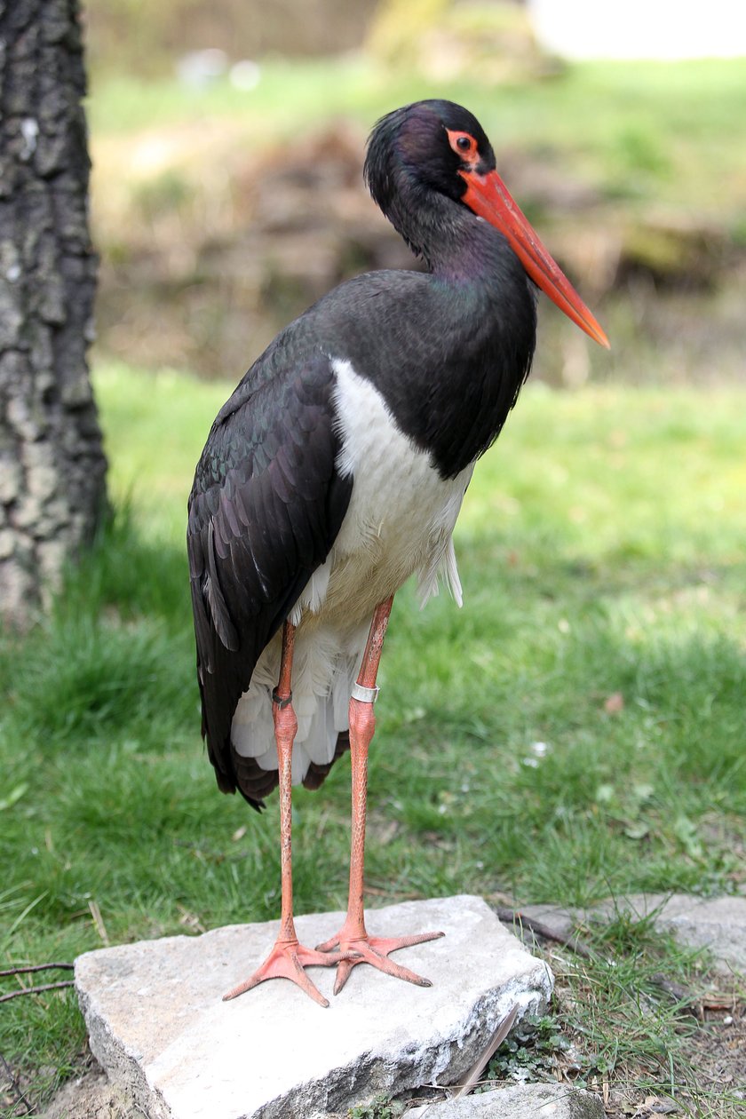 Zwierzęta na wybiegach w zoo