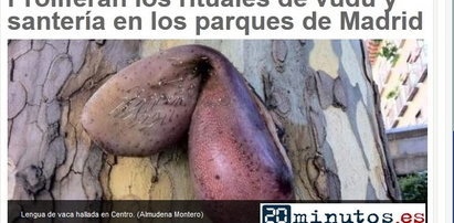 Makabra w Hiszpanii: ludzie znajdują w parkach kurczaki bez głów
